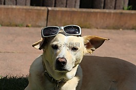 狗,宠物,podenco