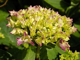 八仙花,繡球花植物,hydrangeaceae