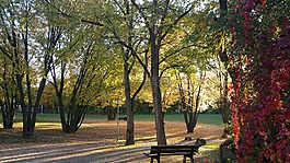 休息,公園,葉子