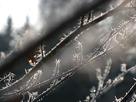 白霜,樹,枝杈