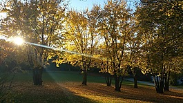 休息,公園,葉子