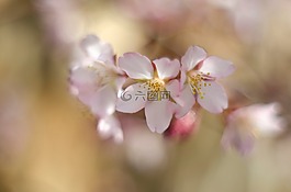 花卉,櫻桃,春天