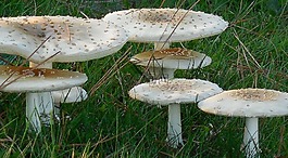 蘑菇,真菌,自然