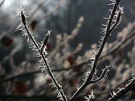 白霜,樹,枝杈