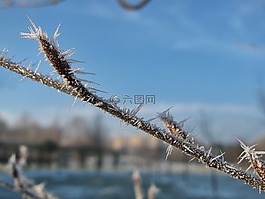 白霜,樹,枝杈