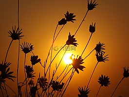 東,太陽,鮮花