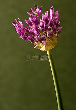 allmania,花,開(kāi)花