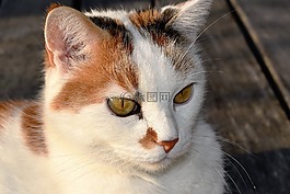 貓,白,動物