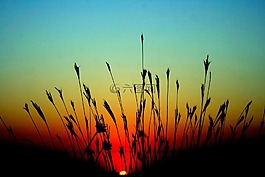 東,太陽(yáng),草