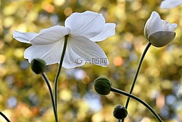 海葵,白,開(kāi)花