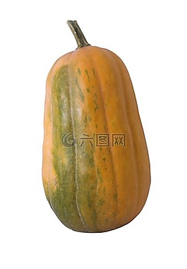 bundeva,食品,孤立