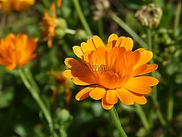 萬壽菊,花,草藥