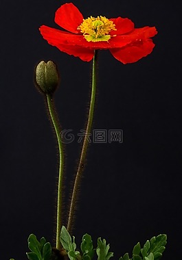 罌粟,開花,宏