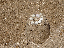 沙,贝壳,沙堡