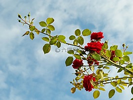 玫瑰,紅,性質(zhì)