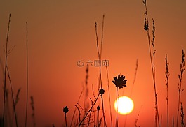 東,太陽,草