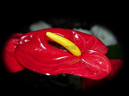 鮮花,盆栽花,宏