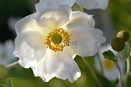 ?？?白,開(kāi)花