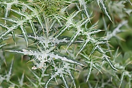 刺,植物,自然
