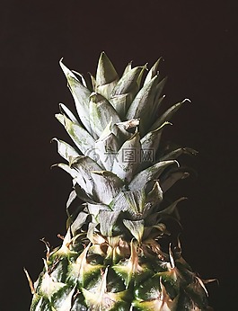 菠蘿,性質(zhì)