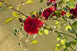 紅玫瑰,花,性質(zhì)