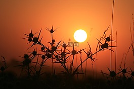 東,太陽,荊棘