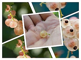 黑醋栗,性質(zhì),珠