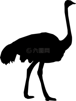 側(cè)影,鴕鳥(niǎo),動(dòng)物園