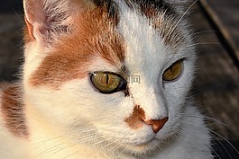 貓,白,動物
