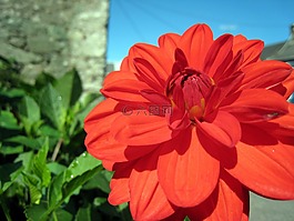 紅色,花,自然