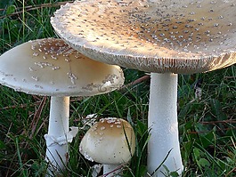 蘑菇,真菌,菌類