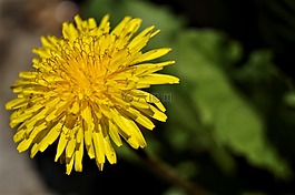 蒲公英,花,春
