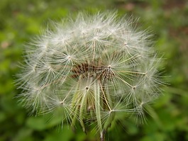 蒲公英,絨毛,鮮花