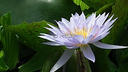 丁香,有色,花