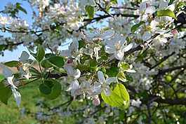 蘋果樹(shù),布魯姆,開(kāi)花的樹(shù)