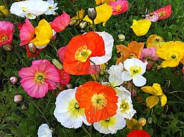 鮮花,春,顏色