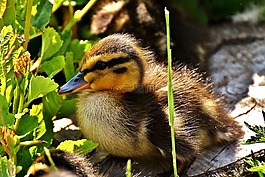 綠頭鴨,小雞,嬰兒