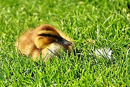 绿头鸭,小鸡,婴儿