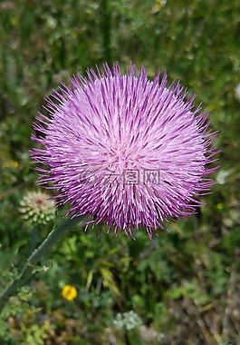 野花,水飛薊,紫色薊