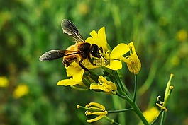 蜜蜂,昆蟲,翼