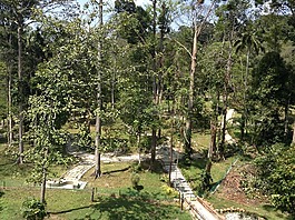 风景,自然,树