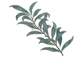葉,植物,大自然