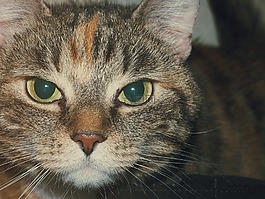 貓,寵物,動物