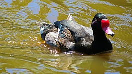 鳧,鴨,鳥