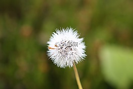 蒲公英,鮮花,種子