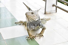 伊瓜,動物,哥倫比亞