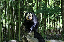 猴子,動(dòng)物園,法國(guó)
