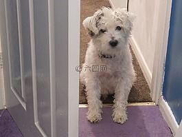 狗,動物,可愛