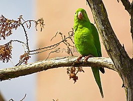 鸚鵡,鳥,樹