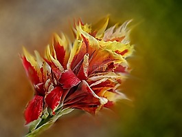 花,自然,植物區(qū)系